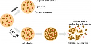 Schematic principle of microcapsule rupture and release of submicrometre objects into the environment caused by yeast cell growth in the culture medium. In water microcapsules are stable and no release of cells neither active substance occurs.