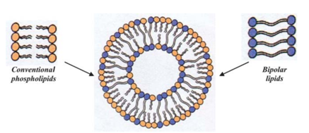 Structure of a liposome composed of conventional and bipolar lipids