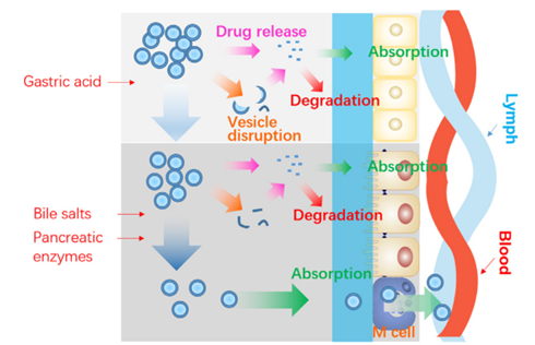 Schematic presentation of the fate of liposomes following oral administration