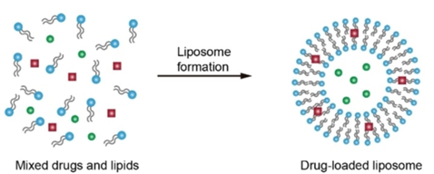 Illustration of passive loading of liposomes