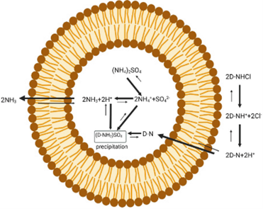 Active loading of doxorubicin into liposomes