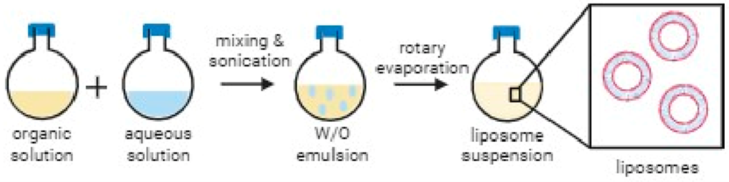 Liposome preparation via reverse phase evaporation